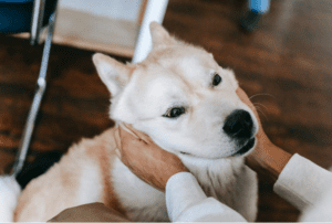 cute dog
