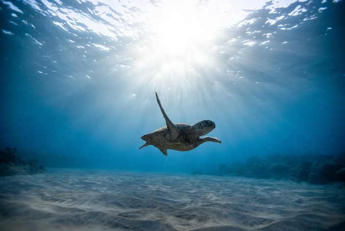Fascinating Fun Facts About Turtles You Didn’t Know