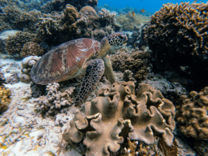 underwater